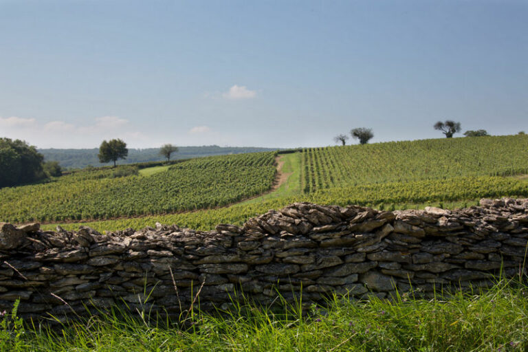 paysage dans le vignoble du maconnais : chardonnay.