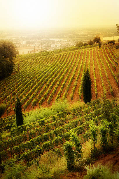 hillside vineyard in the south of france
