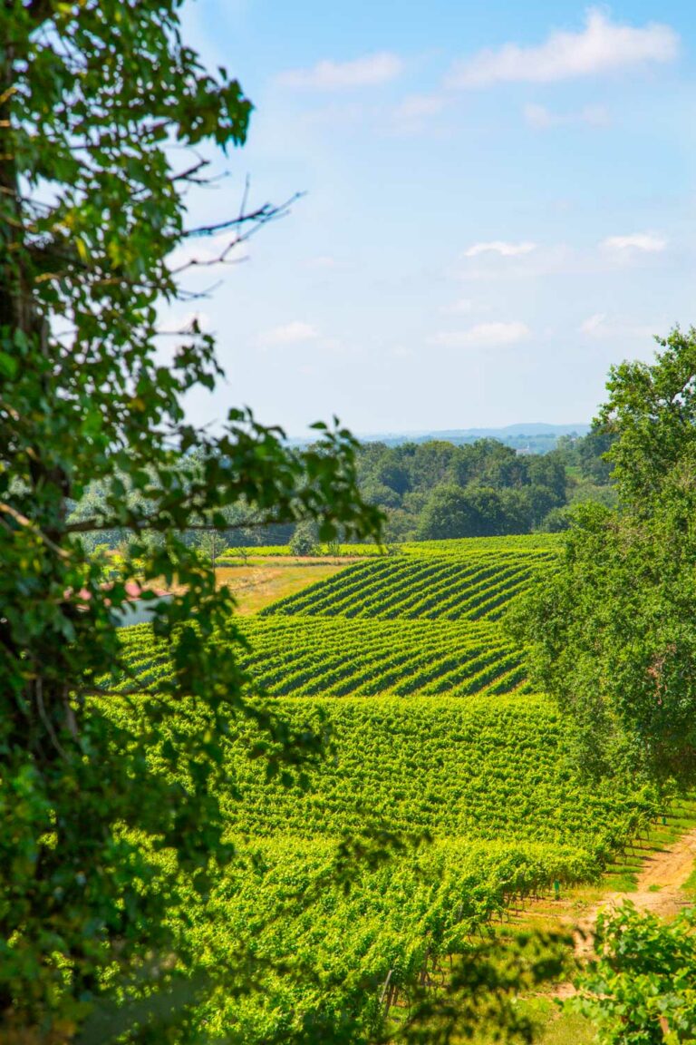 domaine joy vins armagnacs aurelie cassin photographe