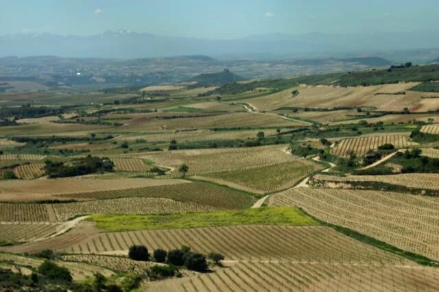 rioja vineyards