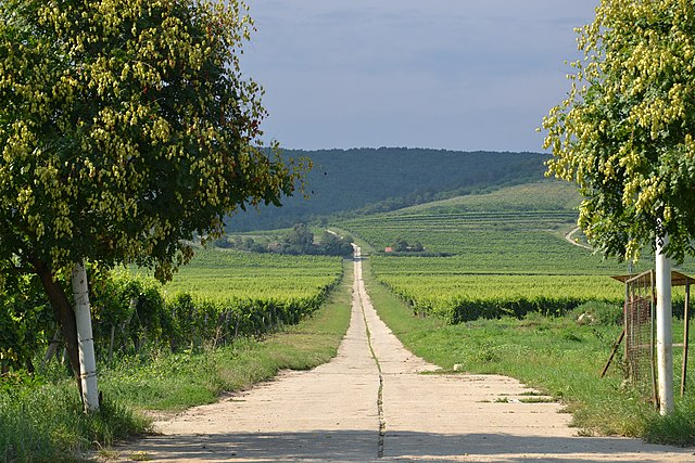 vineyard near tokaj, hungary